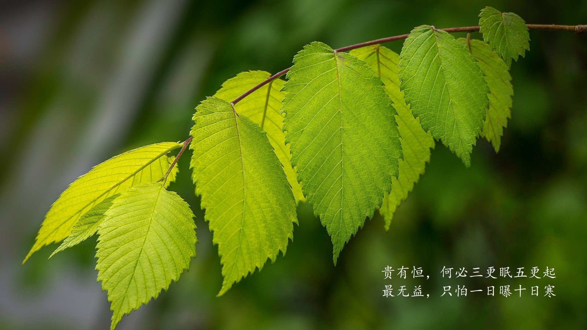 世俱杯赛程全面解析：最佳时机与比赛安排，世俱杯赛程时间表