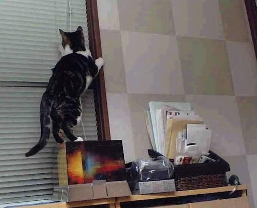 训练营考核系统引入分级打分标准,训练营入营须知