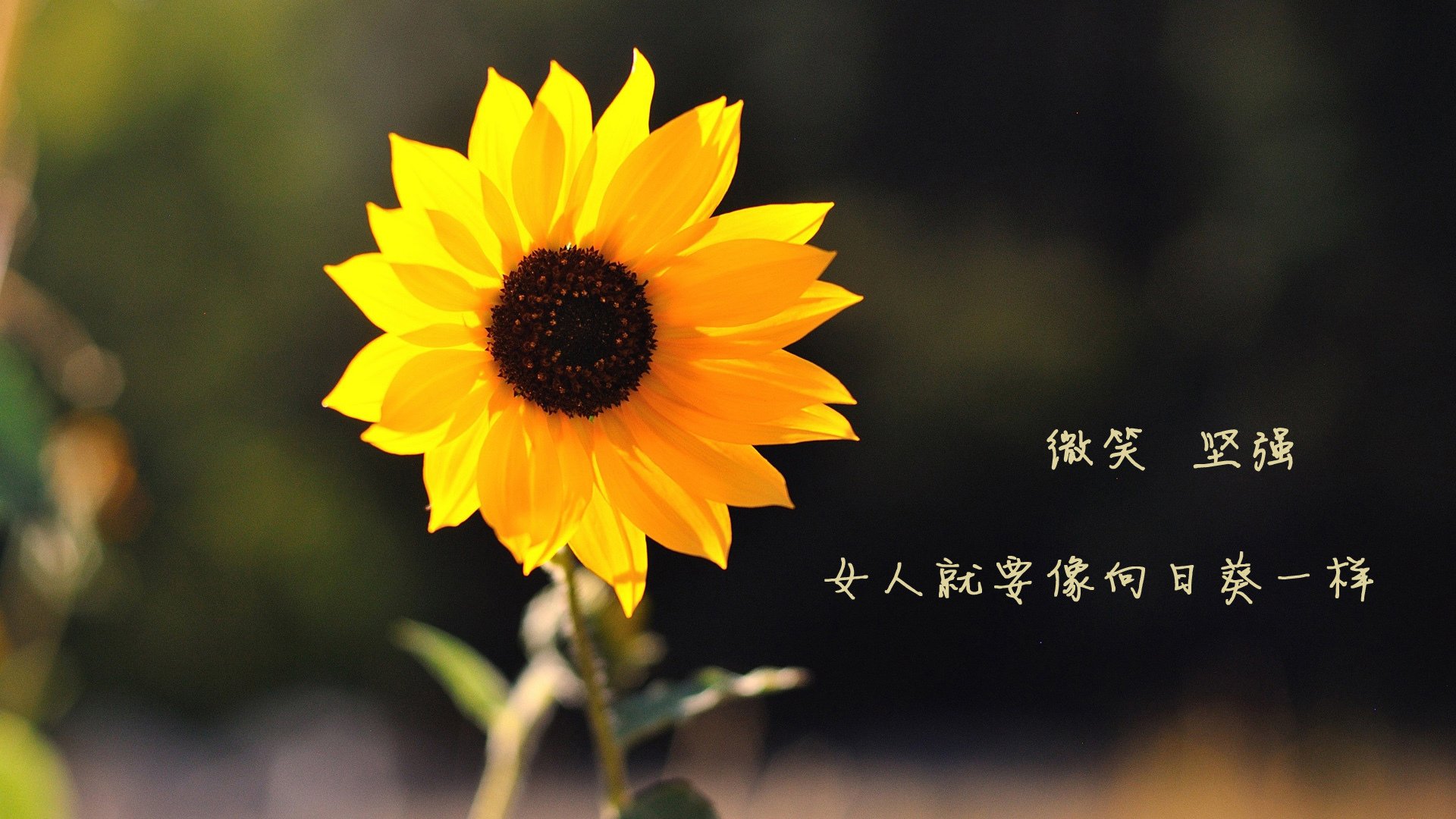 开云·Kaiyun网页版-“帕布罗·马特拉的高压防守与领袖能力，为阿根廷美洲狮队打下坚实基础”