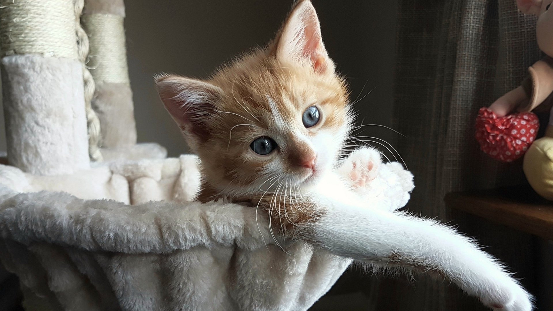 开云网页版登录入口-中国女足创造历史亚洲杯，中国女足创造历史亚洲杯视频