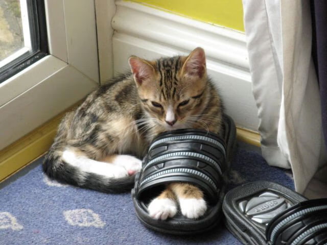 冬季两项运动员集训成果,冬季两项运动员集训成果怎么写