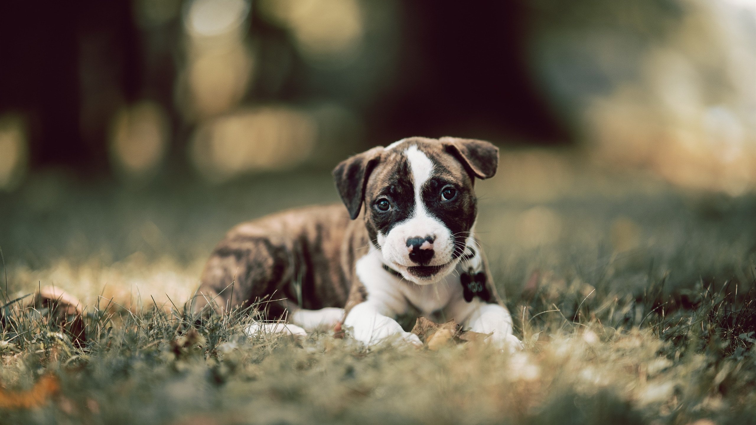 开云官网APP下载-德甲决战时刻：攻守瞬间决胜千里！，德甲比赛集锦