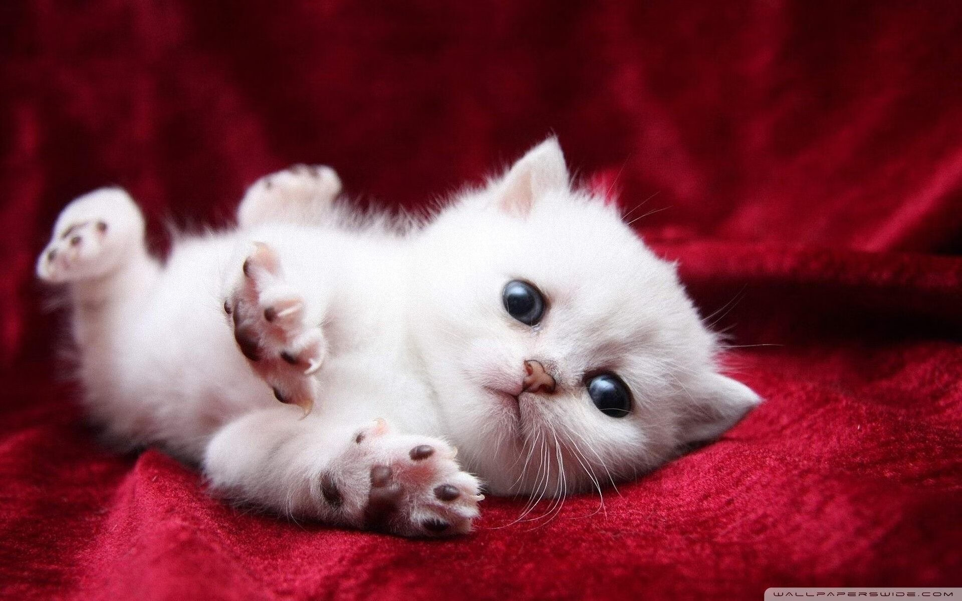 开云·Kaiyun网页版-朱婷火线复出奥运会，朱婷火速回归救主