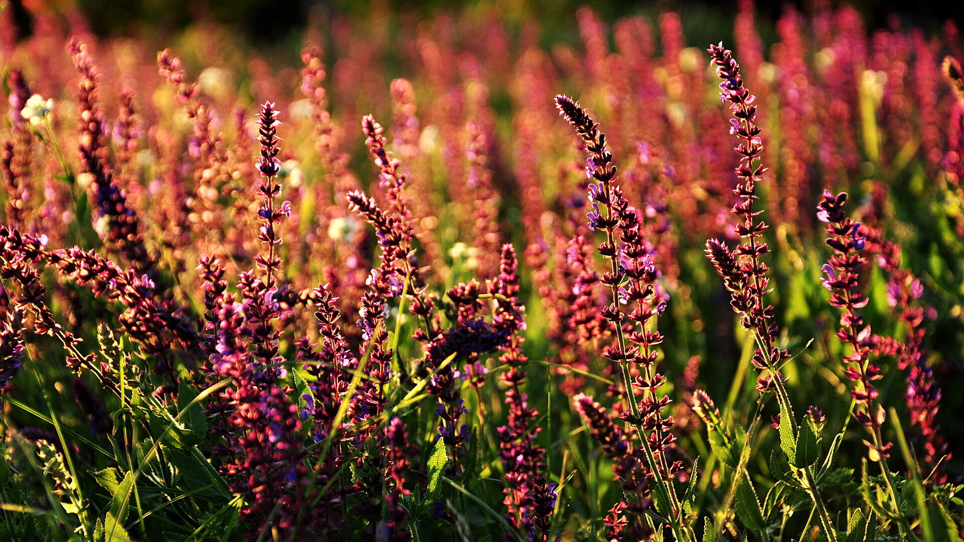 KAIYUNAPP-莱索托男篮在非洲锦标赛中夺冠，体育发展不断提速