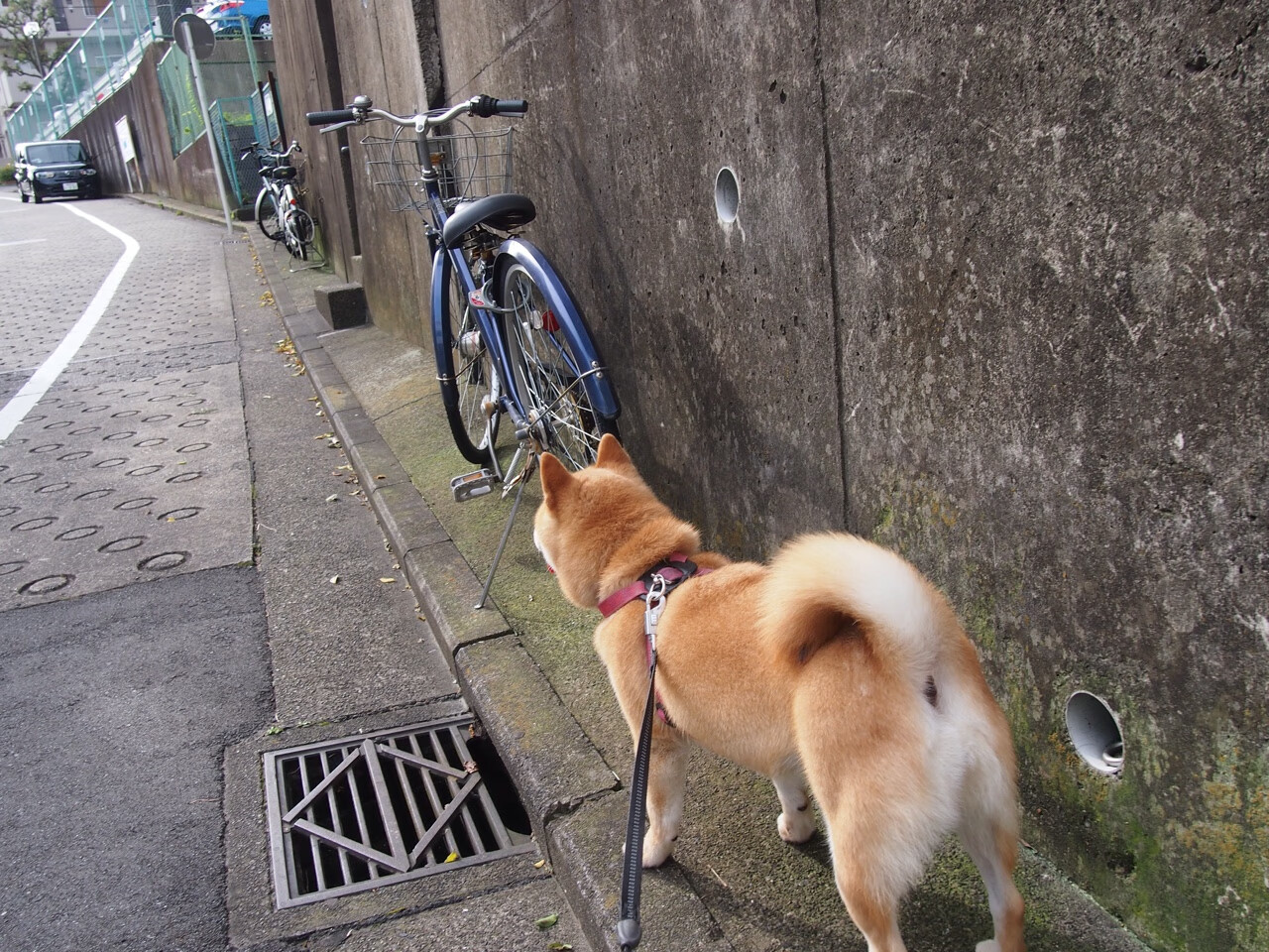 陈佳佩拉卡尼赛后合影传递友谊,陈佳专访