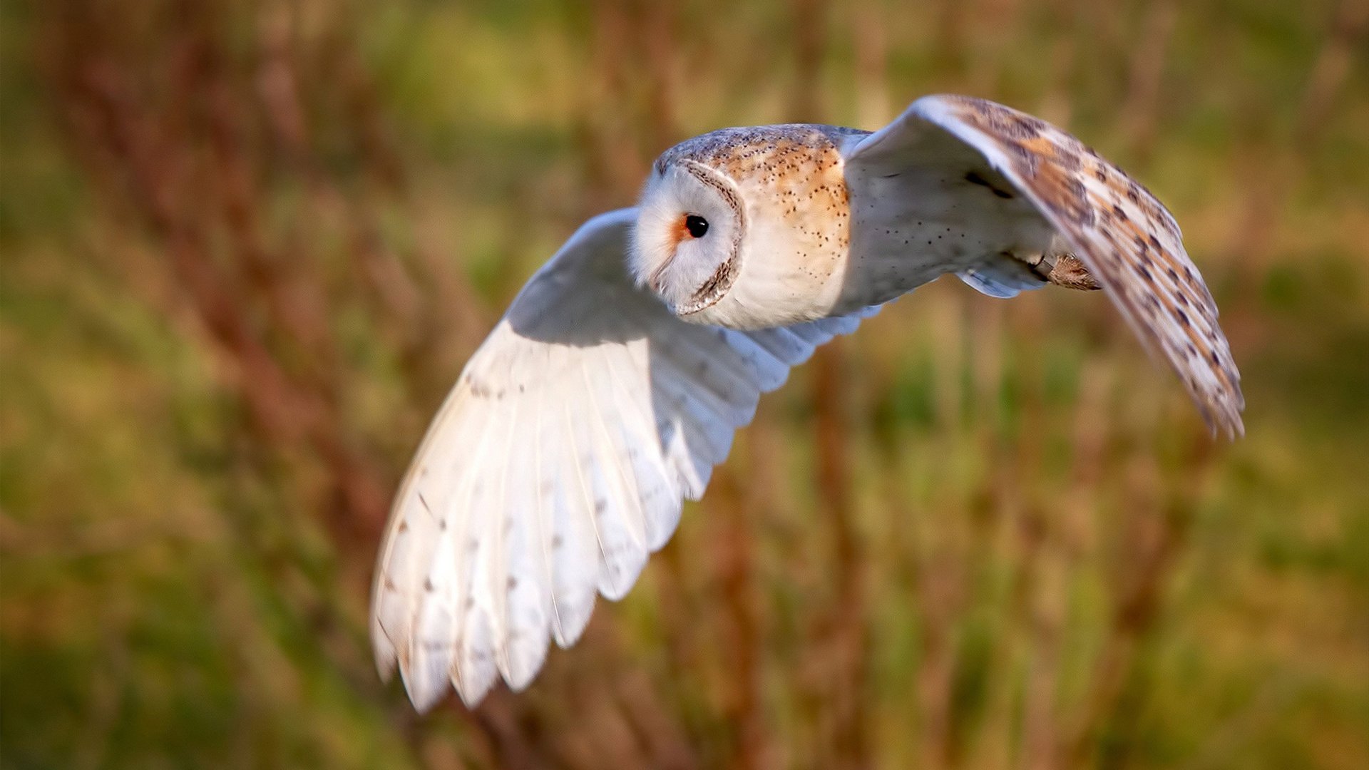 马克·阿特金森的速度与力量,使南非队在比赛中掌握主动,马丁-阿特金森